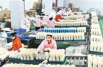 菌菇生产促增收